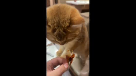 Cat politely refuses crab offered by owner in Shanghai, China