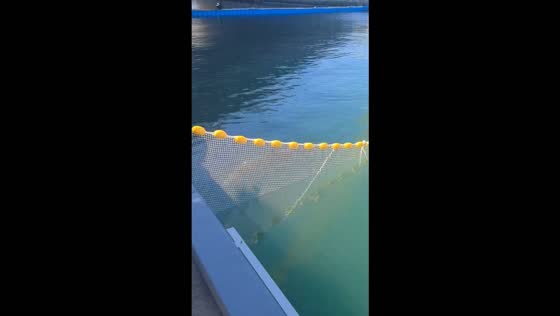 Famous shark Bukangi returns to Busan canal hours after rescue in South Korea