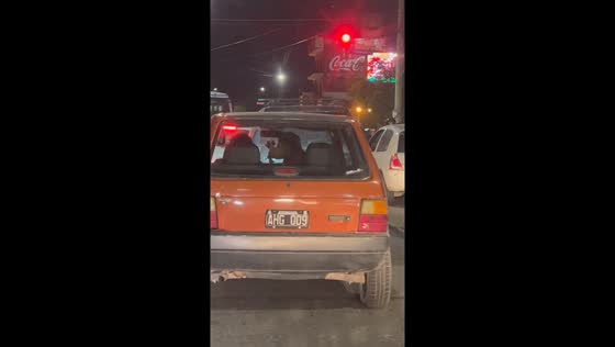 Heartwarming moment between dog and owner in Salta, Argentina
