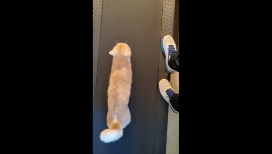 Paws and pace: Minneapolis cat outruns owner on treadmill!