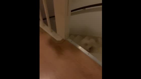 Cat rolls down stairs during play in The Hague