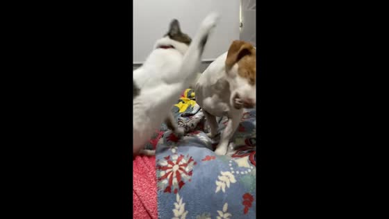 Cat suddenly attacks dog while resting on bed in Yucatán, Mexico