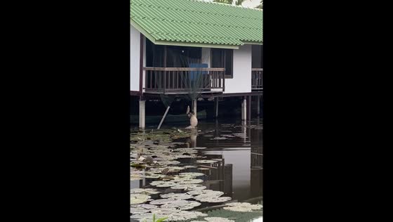 Animal rescue: monitor lizard gets entangled by its neck in Bangkok