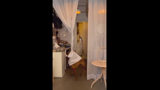 Umbrella pup: watch this playful dog create a canopy of curtains!