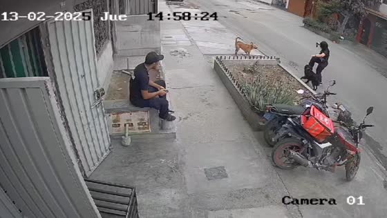 Black dog hilariously blocks brown dog outside a house in Lima, Peru