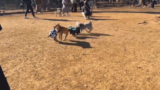 Dog run mishap: Shiba Inu collision caught on video in Tokyo, Japan