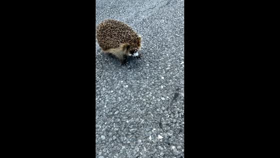 Motorist helps hedgehog trapped in discarded plastic cup in Skellefteå, Sweden