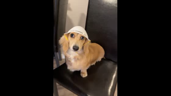 Cute dog wearing a construction hat!