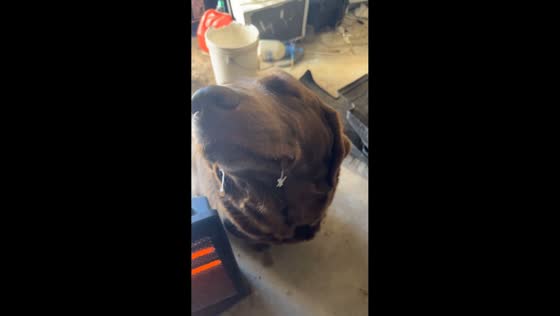 Dog’s drool freezes in cold weather in Catoosa, Oklahoma, USA