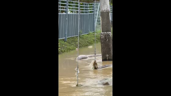 Python floats in flooded street in Pattani, Thailand