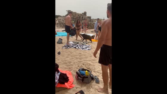 Wild pig causes commotion on La Maddalena beach in Italy