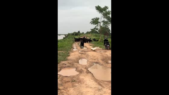 Playful dog sends herd running in Guangdong, China