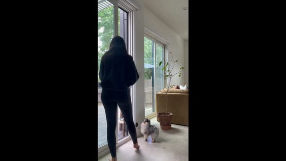 Pomeranian rings doorbell for potty break
