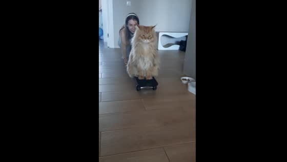 Cat skateboarding fun: Simba's adventures on wheels