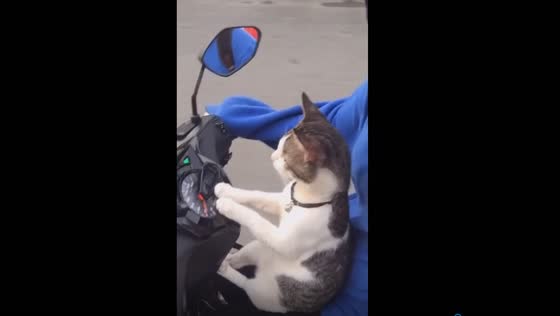 Riding with a feline friend: adventures of a biker and his cat
