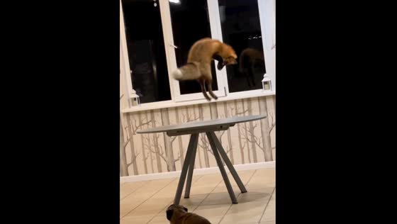 A cute fox admiring its own reflection on a tabletop