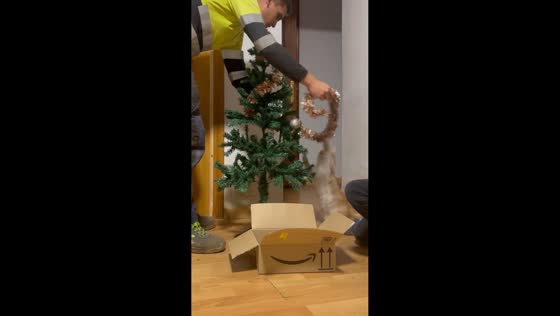 Pet cat disrupts Christmas tree decorating in Ciudad Real, Spain