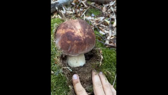 Unique discovery: Boletus Pinophilus revealed by tapping green growth