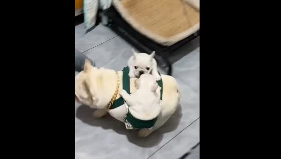 Dog carries two puppies on its back using a special sling in Beijing
