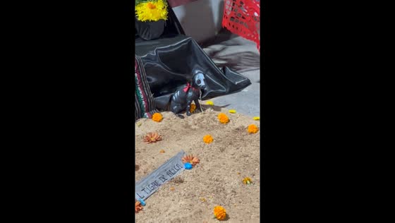 Puppy steals the show at Día de los Muertos celebration in San Vicente, Mexico