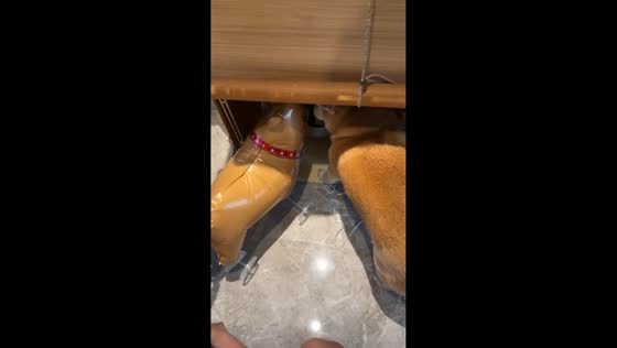 Shiba Inu reacts to balloon "eating" from its food bowl in Zhejiang, China