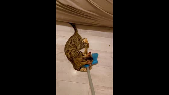 Cat's quirky antics: Savannah's sofa surprise