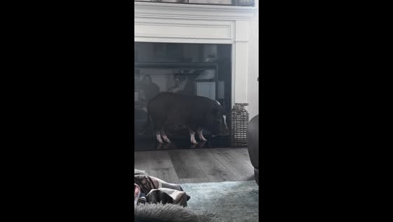 Pet pig tips over lantern in North Carolina, USA