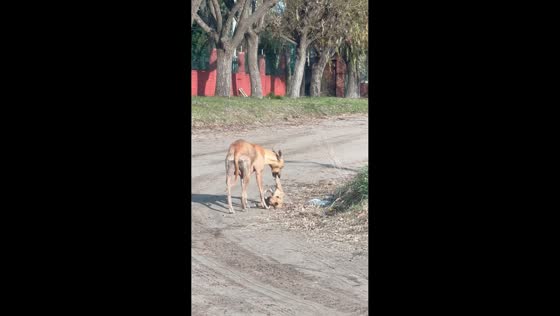 Mother dog carries her puppy by the leg in Mar del Tuyú, Argentina