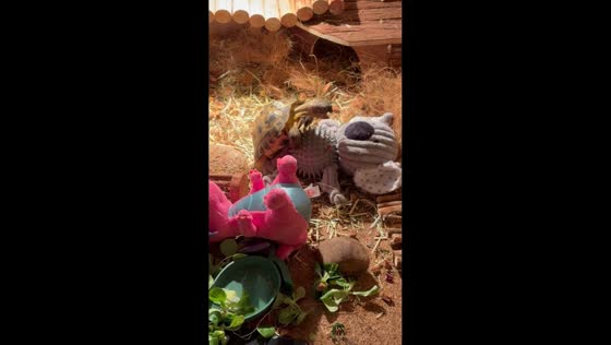 Sheldon the tortoise topples over while playing in Greenock, Scotland, UK