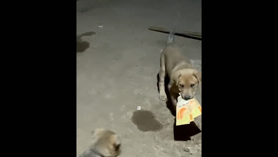 Dog picks up money in Santiago del Estero, Argentina
