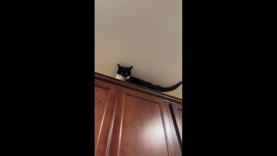Cat Evie stalks owner from cabinet in funny moment in Winchester, England, UK