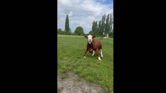 Happy cow jumps around in field