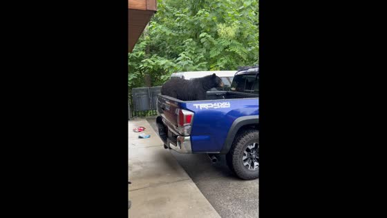 Bear caught eating from cooler in Gatlinburg truck