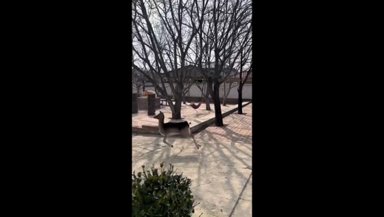 Fawn playfully hops around courtyard in Beijing, China