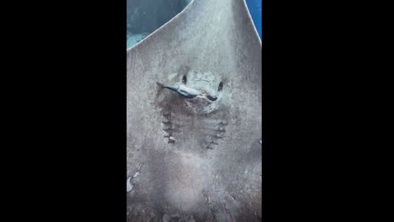 Mesmerizing moment: watch a stingray savor a delicious fish at Shinagawa aquarium in Tokyo