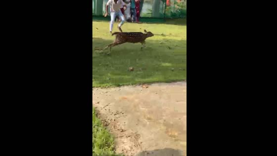 Deer escapes pursuit in Bangladesh