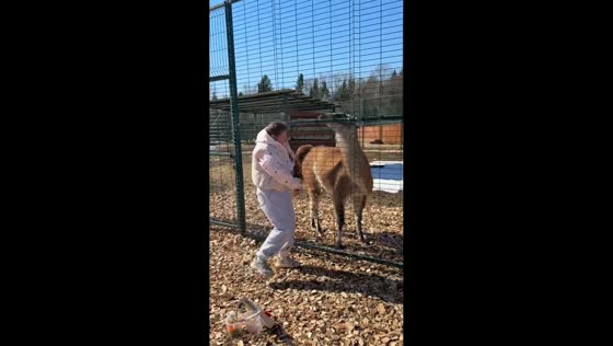 Woman gets spat on by guanaco during feeding at Lion Park Land of Pride in Moscow, Russia