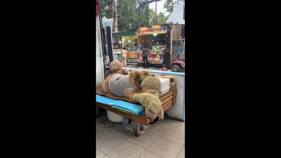 Pampered dog enjoys VIP treatment at restaurant in Sichuan, China