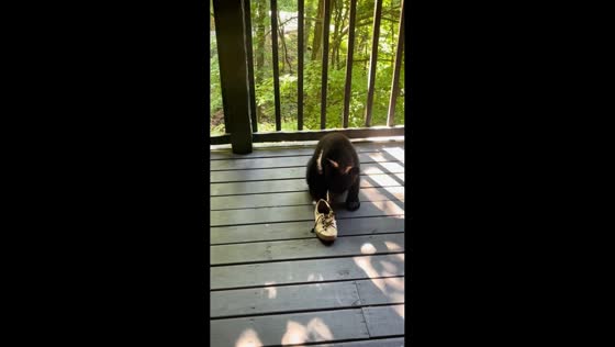 Bear cub steals shoe after playful moment in Gatlinburg, Tennessee, USA