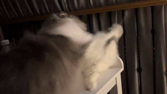 Playful cat scuffle on an elevated vanity in Zhejiang, China