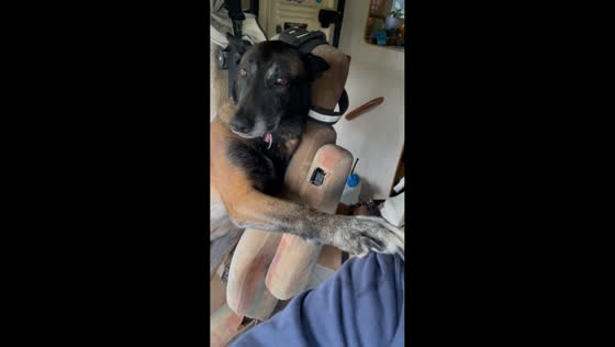 Dog rests paw on owner while traveling by car in Lot-et-Garonne, France