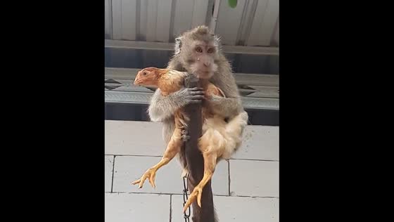 Monkey perched on tree with chicken in Sumenep, East Java
