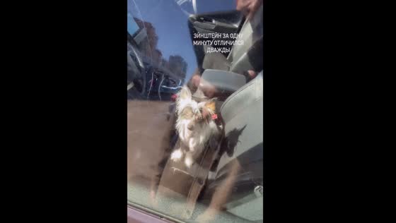 Miraculous Einstein: dog named after genius saves the day by unlocking car!