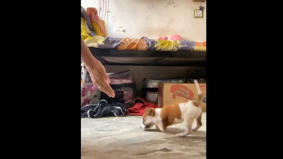 Disabled puppy encouraged to walk in Raipur, India