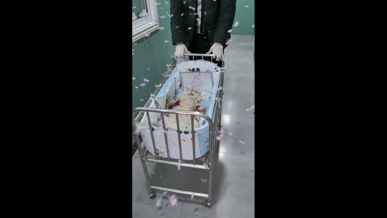 Cat sleeps through celebration after neutering in Henan, China