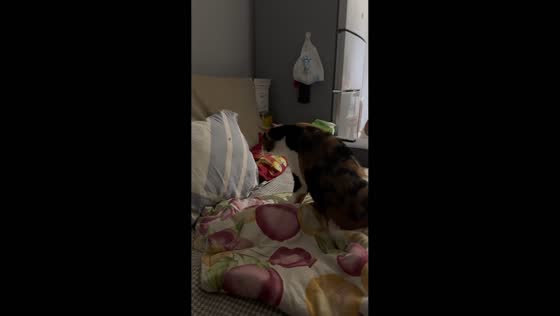 Cat tries to catch a fly and fails in Liaoning, China