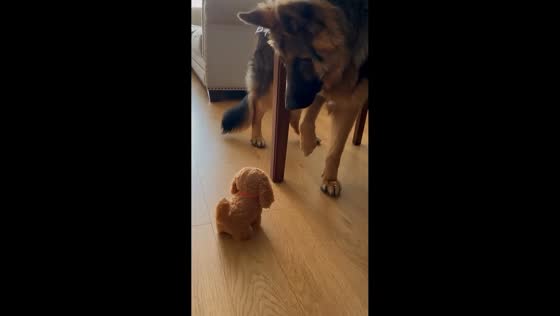 German Shepherd startled by spinning dog toy in Beijing, China