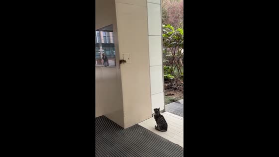 Cat patiently waits to catch a mouse in Jiangsu, China