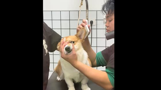 Dog gives side eye while being brushed in Yunnan, China