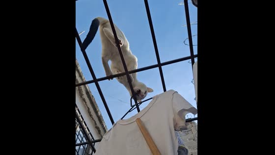 Car helps remove clothes from drying rack in Leon, Guanajuato, Mexico